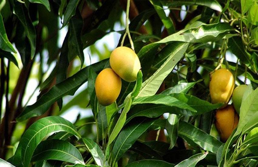 92222-mango-tree (1) useful tree leaves, neem tree leaves benefit, mango tree leaves benefit, ashok tree, banana leaves, pan leaves, tulsi leaves, curry leaves, तुलसी की पत्तियां, आम की पत्तियां, कढ़ी पत्ता, केले के पत्ते, जामुन के पत्ते, नीम की पत्तियां,तेजपत्ता, बेल का पत्ता, पान का पत्ता