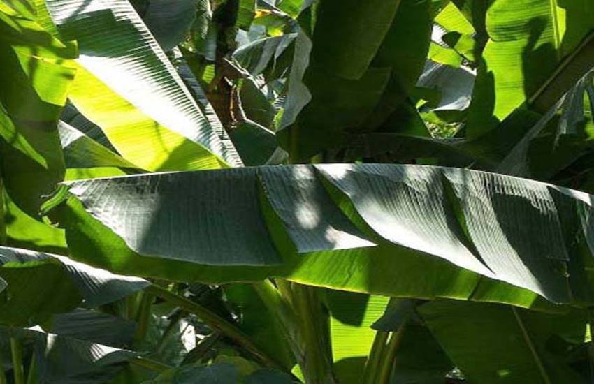banana_leaf1_1429944 useful tree leaves, neem tree leaves benefit, mango tree leaves benefit, ashok tree, banana leaves, pan leaves, tulsi leaves, curry leaves, तुलसी की पत्तियां, आम की पत्तियां, कढ़ी पत्ता, केले के पत्ते, जामुन के पत्ते, नीम की पत्तियां,तेजपत्ता, बेल का पत्ता, पान का पत्ता