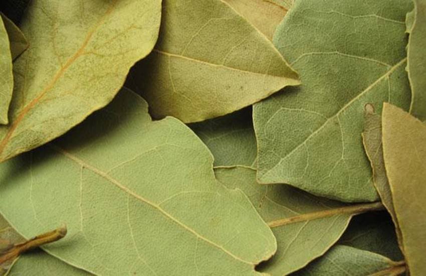 bayleaf_s_650_101315021607 useful tree leaves, neem tree leaves benefit, mango tree leaves benefit, ashok tree, banana leaves, pan leaves, tulsi leaves, curry leaves, तुलसी की पत्तियां, आम की पत्तियां, कढ़ी पत्ता, केले के पत्ते, जामुन के पत्ते, नीम की पत्तियां,तेजपत्ता, बेल का पत्ता, पान का पत्ता