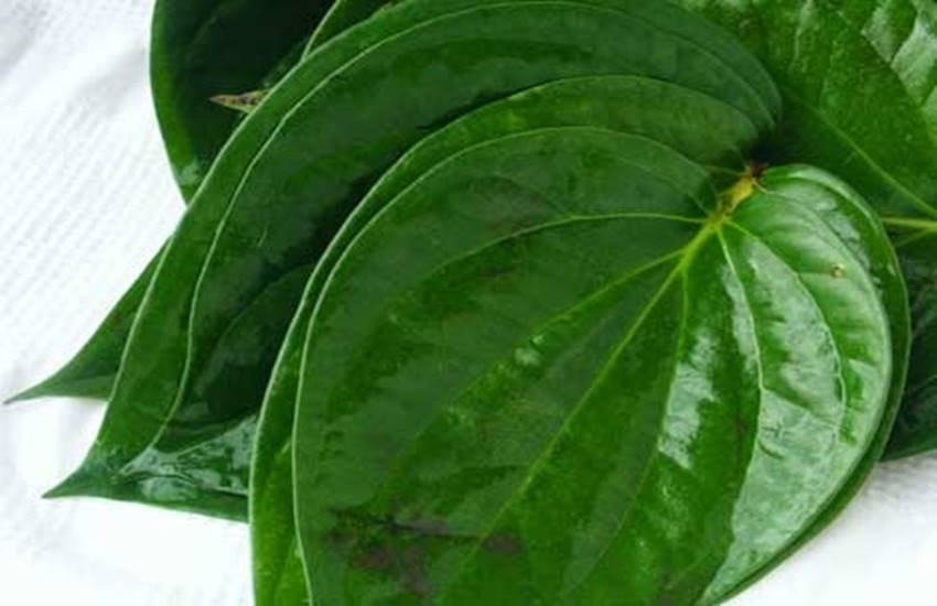 betel-leaves-551688fd0be2b_exlst useful tree leaves, neem tree leaves benefit, mango tree leaves benefit, ashok tree, banana leaves, pan leaves, tulsi leaves, curry leaves, तुलसी की पत्तियां, आम की पत्तियां, कढ़ी पत्ता, केले के पत्ते, जामुन के पत्ते, नीम की पत्तियां,तेजपत्ता, बेल का पत्ता, पान का पत्ता