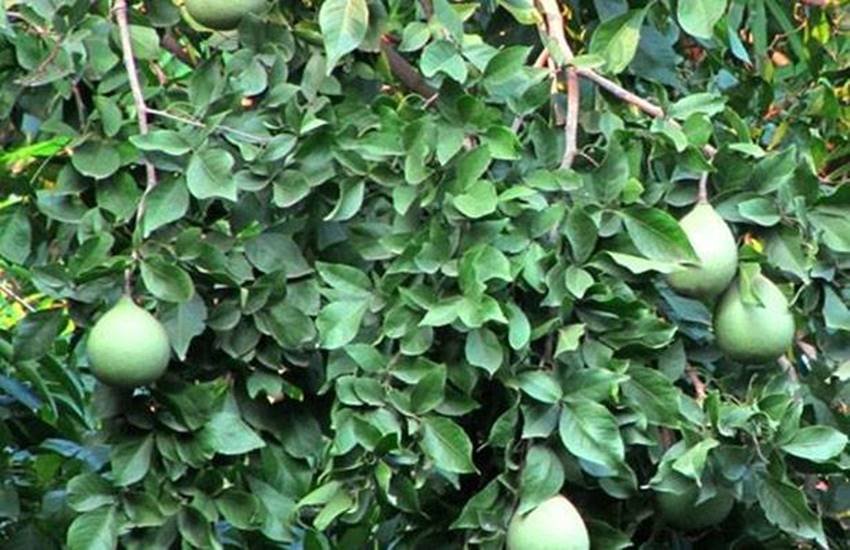 pic useful tree leaves, neem tree leaves benefit, mango tree leaves benefit, ashok tree, banana leaves, pan leaves, tulsi leaves, curry leaves, तुलसी की पत्तियां, आम की पत्तियां, कढ़ी पत्ता, केले के पत्ते, जामुन के पत्ते, नीम की पत्तियां,तेजपत्ता, बेल का पत्ता, पान का पत्ता