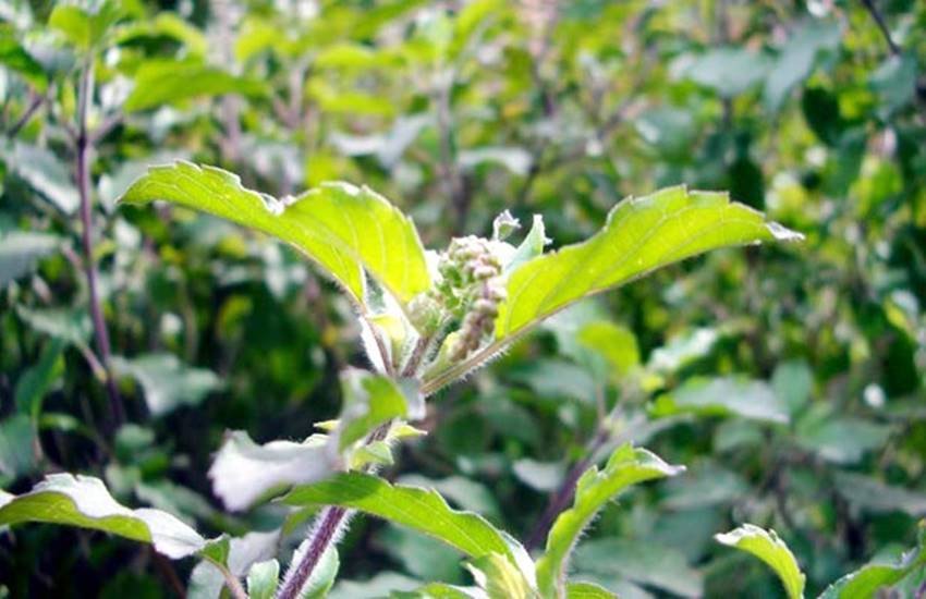tulasi-s_650_071015105233 useful tree leaves, neem tree leaves benefit, mango tree leaves benefit, ashok tree, banana leaves, pan leaves, tulsi leaves, curry leaves, तुलसी की पत्तियां, आम की पत्तियां, कढ़ी पत्ता, केले के पत्ते, जामुन के पत्ते, नीम की पत्तियां,तेजपत्ता, बेल का पत्ता, पान का पत्ता