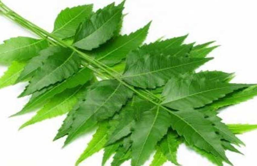 white-spot-5669693b7f281_l useful tree leaves, neem tree leaves benefit, mango tree leaves benefit, ashok tree, banana leaves, pan leaves, tulsi leaves, curry leaves, तुलसी की पत्तियां, आम की पत्तियां, कढ़ी पत्ता, केले के पत्ते, जामुन के पत्ते, नीम की पत्तियां,तेजपत्ता, बेल का पत्ता, पान का पत्ता
