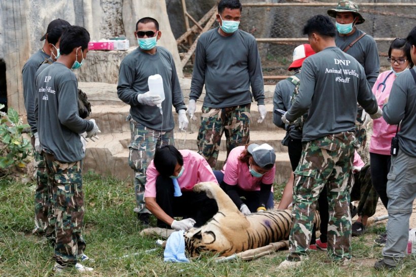 A sedated tiger is stretchered as officials start moving tigers from Thailand's controversial Tiger Temple in Kanchanaburi province thailand, tiger temple, thailand tiger temple, tiger temple thailand
