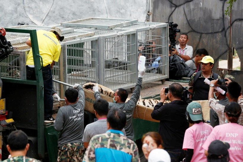 A sedated tiger is stretchered as officials start moving tigers from Thailand's controversial Tiger Temple in Kanchanaburi province thailand, tiger temple, thailand tiger temple, tiger temple thailand