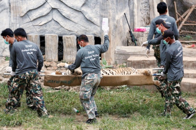 A sedated tiger is stretchered as officials start moving tigers from Thailand's controversial Tiger Temple in Kanchanaburi province thailand, tiger temple, thailand tiger temple, tiger temple thailand