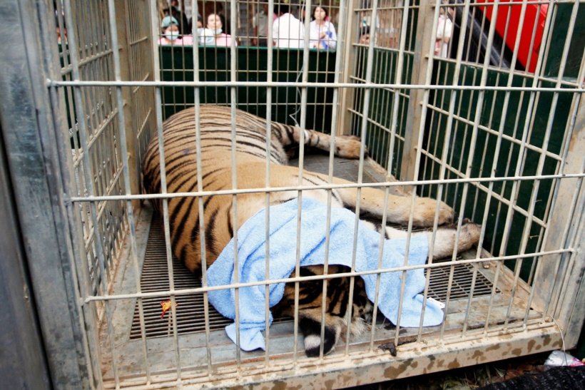 A sedated tiger is seen in a cage as officials start moving tigers from Thailand's controversial Tiger Temple in Kanchanaburi province thailand, tiger temple, thailand tiger temple, tiger temple thailand