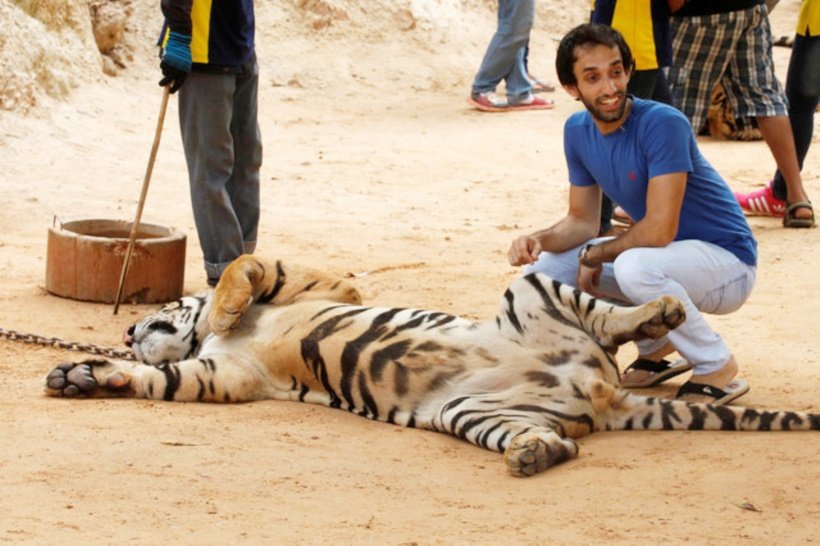 A turist poses next to a tiger before officials start moving tigers from Thailand's controversial Tiger Temple in Kanchanaburi province thailand, tiger temple, thailand tiger temple, tiger temple thailand