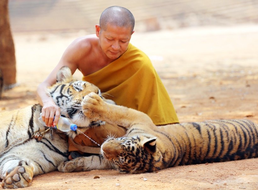 Thailand Tiger Temple thailand, tiger temple, thailand tiger temple, tiger temple thailand