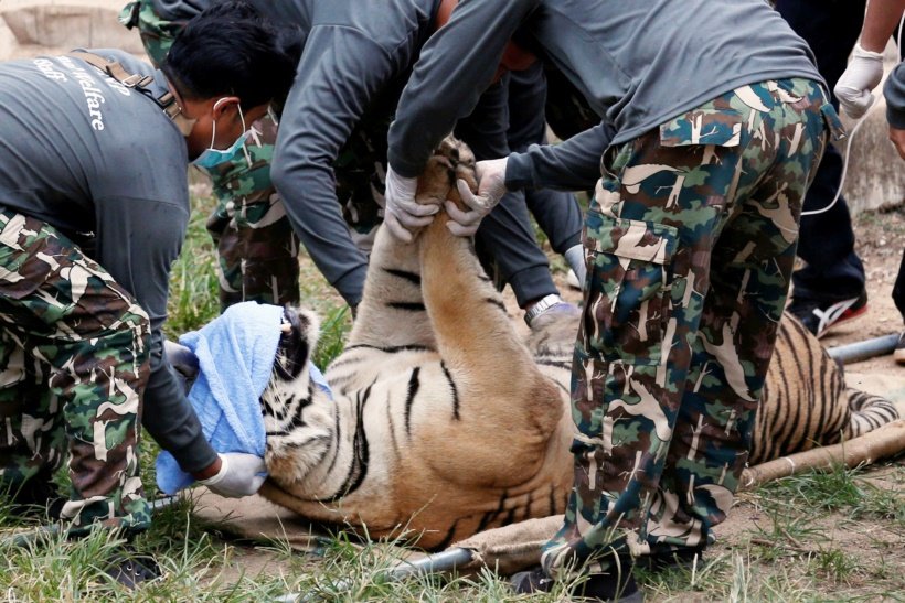 A sedated tiger is stretchered as officials start moving tigers from Thailand's controversial Tiger Temple in Kanchanaburi province thailand, tiger temple, thailand tiger temple, tiger temple thailand