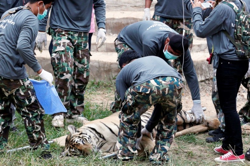 A sedated tiger is stretchered as officials start moving tigers from Thailand's controversial Tiger Temple in Kanchanaburi province thailand, tiger temple, thailand tiger temple, tiger temple thailand