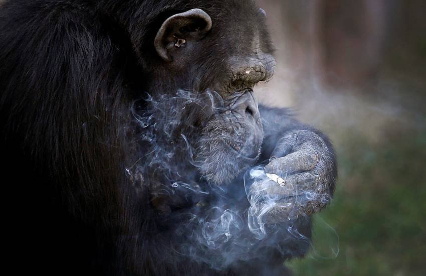 Chimpanzee, Cigarette, Pyongyang's Zoo, Azalea, Chain Smoking, Chimpanzee Smoking, Funny Chimpanzee, Dallae, Wild Life, Smoking animal, World, Jansatta
