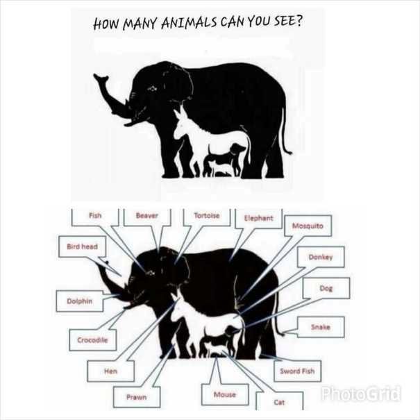 optical illusion, trending photo, How many animals