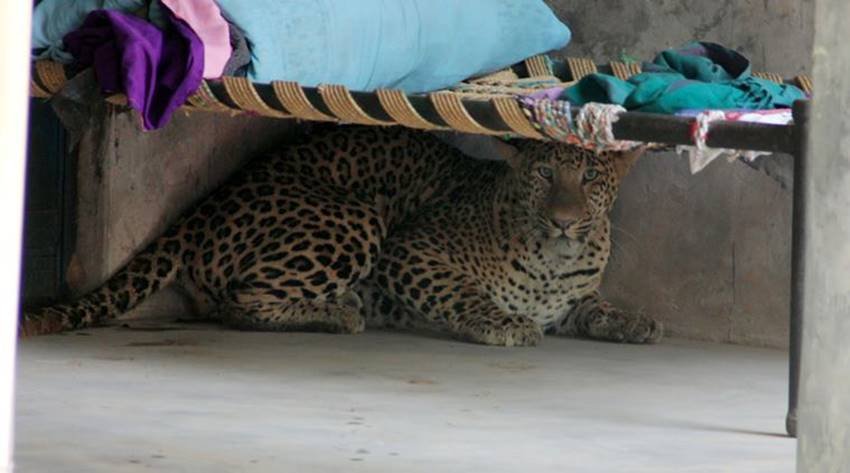 leopard-01 leopard gurgaon, leopard in gurgaon, leopard killed gurgaon, leopard sohna road, leopard gurgaon village, leopard photos, aravali hills, leopard in aravali hills, leopard in gurgaon, jansatta