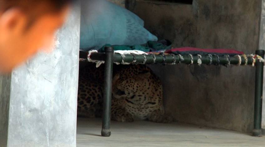 leopard-02 leopard gurgaon, leopard in gurgaon, leopard killed gurgaon, leopard sohna road, leopard gurgaon village, leopard photos, aravali hills, leopard in aravali hills, leopard in gurgaon, jansatta