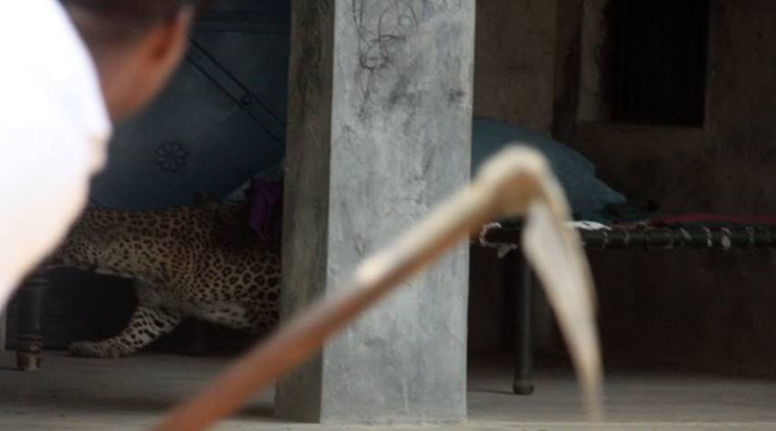 leopard-03 leopard gurgaon, leopard in gurgaon, leopard killed gurgaon, leopard sohna road, leopard gurgaon village, leopard photos, aravali hills, leopard in aravali hills, leopard in gurgaon, jansatta
