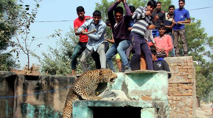 leopard-05 leopard gurgaon, leopard in gurgaon, leopard killed gurgaon, leopard sohna road, leopard gurgaon village, leopard photos, aravali hills, leopard in aravali hills, leopard in gurgaon, jansatta