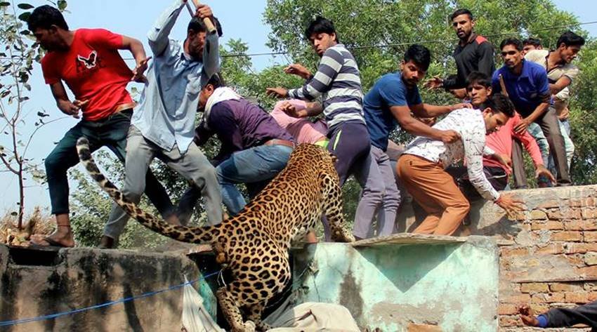 leopard-06 leopard gurgaon, leopard in gurgaon, leopard killed gurgaon, leopard sohna road, leopard gurgaon village, leopard photos, aravali hills, leopard in aravali hills, leopard in gurgaon, jansatta