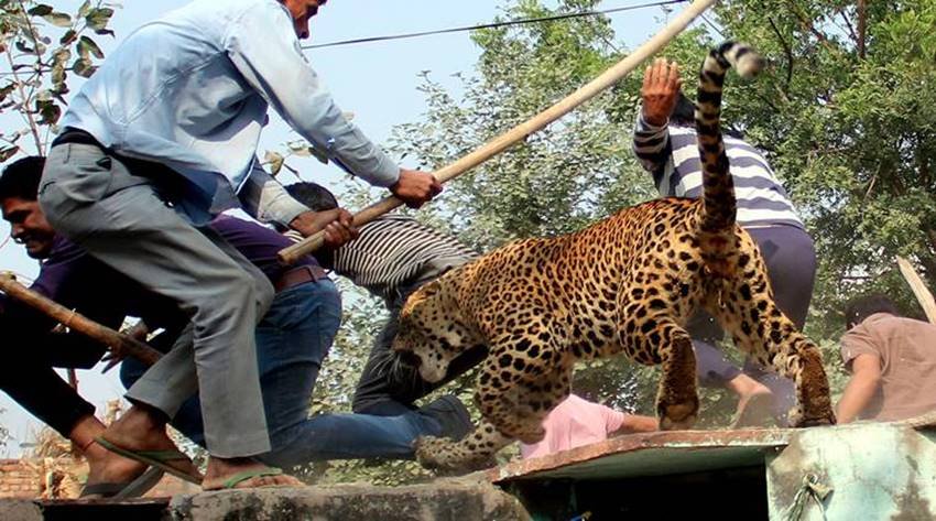 leopard-07 leopard gurgaon, leopard in gurgaon, leopard killed gurgaon, leopard sohna road, leopard gurgaon village, leopard photos, aravali hills, leopard in aravali hills, leopard in gurgaon, jansatta