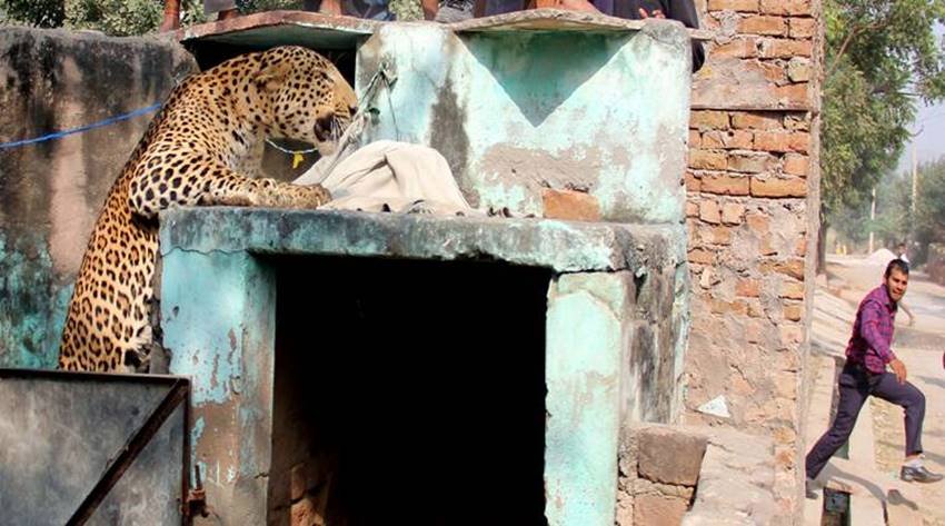 leopard-08 leopard gurgaon, leopard in gurgaon, leopard killed gurgaon, leopard sohna road, leopard gurgaon village, leopard photos, aravali hills, leopard in aravali hills, leopard in gurgaon, jansatta