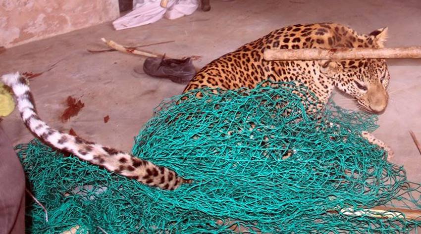 leopard-09 leopard gurgaon, leopard in gurgaon, leopard killed gurgaon, leopard sohna road, leopard gurgaon village, leopard photos, aravali hills, leopard in aravali hills, leopard in gurgaon, jansatta