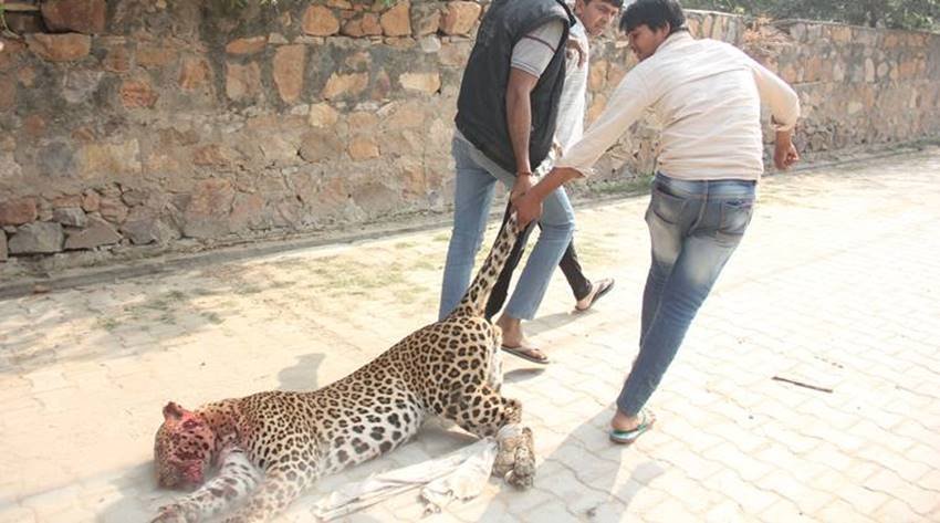 leopard-12 leopard gurgaon, leopard in gurgaon, leopard killed gurgaon, leopard sohna road, leopard gurgaon village, leopard photos, aravali hills, leopard in aravali hills, leopard in gurgaon, jansatta