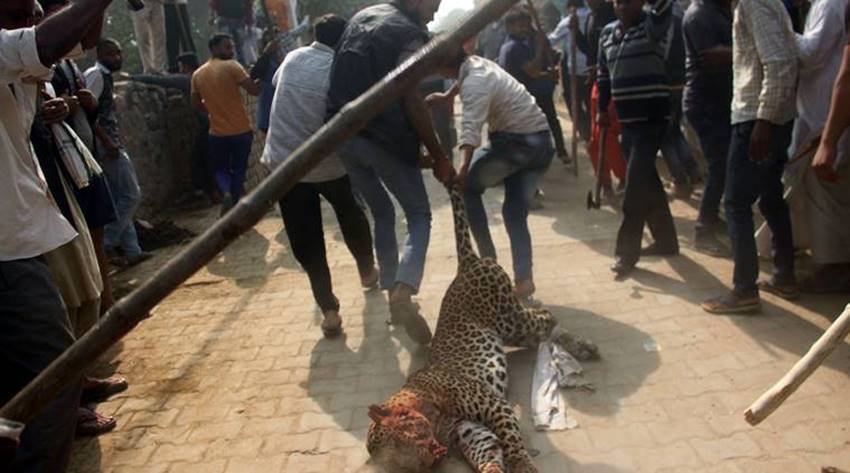 leopard-13 leopard gurgaon, leopard in gurgaon, leopard killed gurgaon, leopard sohna road, leopard gurgaon village, leopard photos, aravali hills, leopard in aravali hills, leopard in gurgaon, jansatta