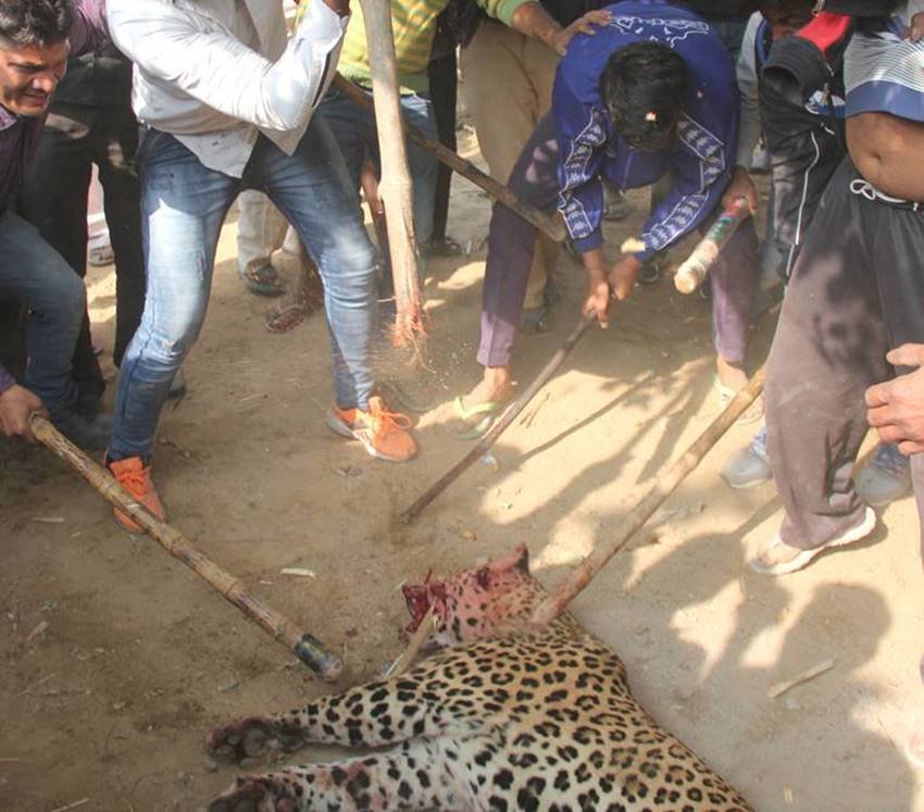 leopard-15 leopard gurgaon, leopard in gurgaon, leopard killed gurgaon, leopard sohna road, leopard gurgaon village, leopard photos, aravali hills, leopard in aravali hills, leopard in gurgaon, jansatta