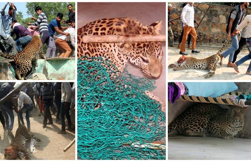 leopard-front leopard gurgaon, leopard in gurgaon, leopard killed gurgaon, leopard sohna road, leopard gurgaon village, leopard photos, aravali hills, leopard in aravali hills, leopard in gurgaon, jansatta