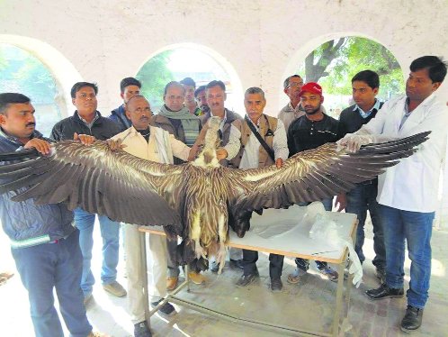क्या सचमुच चंबल इलाके में हिमालयी गिद्ध बना रहे हैं बसेरा!