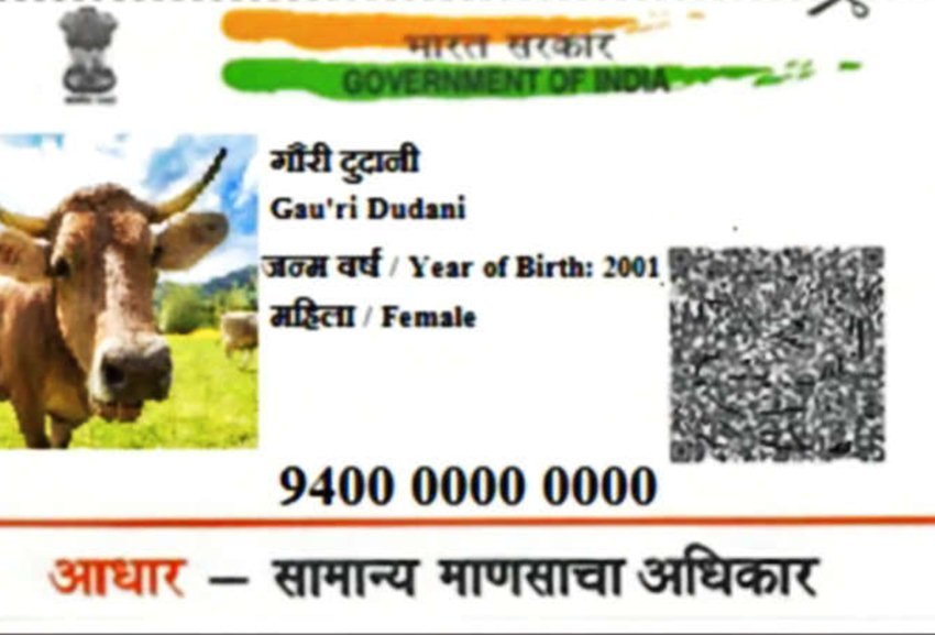 cow aadhar card Dog Aadhaar, Aadhaar Fraud, Fake Aadhaar, Aadhaar, PAN, Aadhaar Agency, Jansatta, Latest News, Hindi News, Azam Khan, Hanuman Ji aadhar Card, Cow Aadhar Card