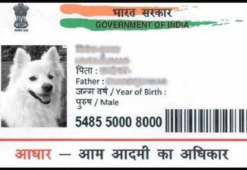 dog aadhar Dog Aadhaar, Aadhaar Fraud, Fake Aadhaar, Aadhaar, PAN, Aadhaar Agency, Jansatta, Latest News, Hindi News, Azam Khan, Hanuman Ji aadhar Card, Cow Aadhar Card
