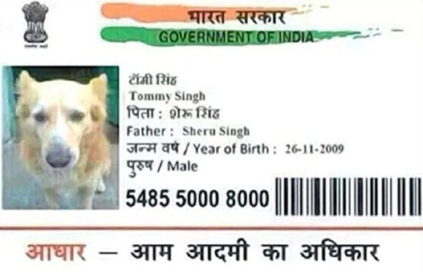 tomy singh dog Dog Aadhaar, Aadhaar Fraud, Fake Aadhaar, Aadhaar, PAN, Aadhaar Agency, Jansatta, Latest News, Hindi News, Azam Khan, Hanuman Ji aadhar Card, Cow Aadhar Card