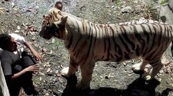 सफेद बाघ ने ली युवक की जान, दिल्ली के चिड़ियाघर की घटना