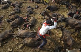 nepal buffalo sacrifice festival