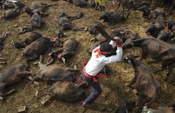 नेपाल में पशु बलि उत्सव में 5,000 भैंसों की बलि