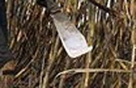 Father, Father Kill Child, Sugarcane Cutter, Madhya Pradesh News, National News