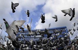 Gujrat Police, Pigeon, National Security, Electronic Chip Pigeon, SPY Pigeon, Essar Jetty, Benjing Dual, Rasul-Ul-Allah, pigeon races, National security
