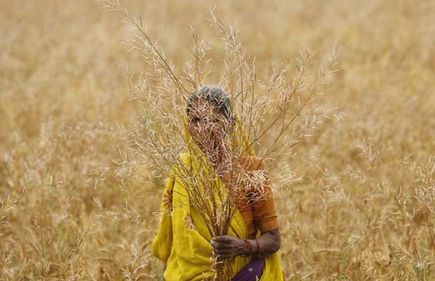 Farmer suicide, Farmers in India, O P Dhankar, Dhankar farmers suicides, M L Khattar, Haryana Govt Farmers, India news