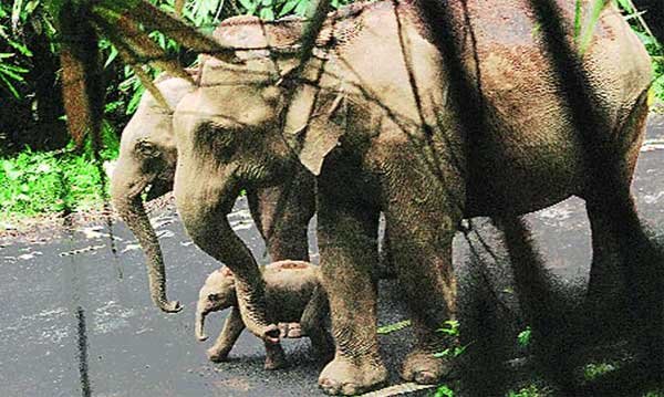 सोशल नेटवर्किंग साइट पर इस हाथ की सेल्फी एल्फी ट्रेंड कर रही है। यूनिवर्सिटी ऑफ ब्रिटिश कोलंबिया के पूर्व छात्र क्रिस्टिन लेब्लैंक ने इसे पोस्ट किया है। यह एल्फी दक्षिणपूर्व थाईलैंड के कोह फांगान द्वीप पर ली गई।