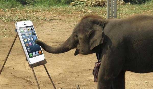 हाथी की इस सेल्फी को ‘एल्फी’ के नाम से संबोधित किया जा रहा है।