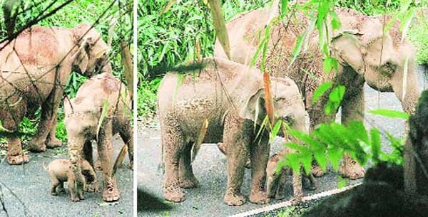 इस सेल्फी पर विकीपीडिया और फोटोग्राफर के बीच विवाद भी हुआ था। दरअसल, दोनों ही इस पर अपने स्वामित्व का अधिकार जता रहे थे।