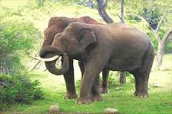 इसके बाद लगातार कई सेल्फी खींचती रही। लेब्लैंक ने इन तस्वीरों को इंस्टाग्राम पर साझा किया है। काले मैकाक ने ऐसी ही एक अद्भुत सेल्फी पिछले साल इंडोनेशिया द्वीप के सुलावेसी में ली थी।