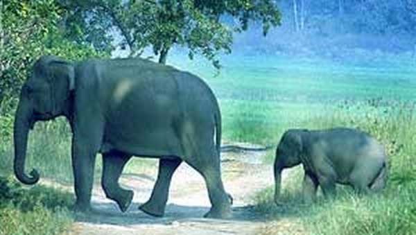 लेब्लैंक के मुताबिक वह फोटो खींच रहे थे और हाथी को केला खिला रहा था, जब केले खत्म हो गए तो हाथी ने उनका गोप्रो कैमरा लपक लिया। कैमरा टाइम लेप्स सेटिंग पर था।