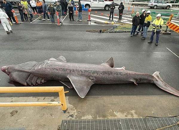शार्क, विशालकाय शार्क, huge shark, huge shark caught, monester shark, shark australia, shark vicoria, shark attack, shark in australia
