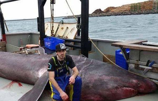 शार्क, विशालकाय शार्क, huge shark, huge shark caught, monester shark, shark australia, shark vicoria, shark attack, shark in australia