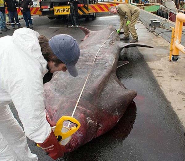 शार्क, विशालकाय शार्क, huge shark, huge shark caught, monester shark, shark australia, shark vicoria, shark attack, shark in australia