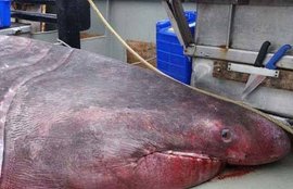 शार्क, विशालकाय शार्क, huge shark, huge shark caught, monester shark, shark australia, shark vicoria, shark attack, shark in australia