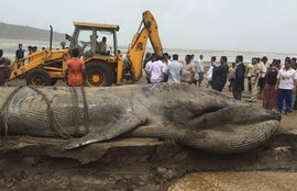 व्हेल, ब्लू व्हेल, अलीबाग, मुंबई, ब्लू व्हेल की मौत, whale, blue whale, whale dead, Whale mumbai, Whale alibaug, Blue whale Mumbai, blue whale death mumbai, mumbai beach blue whale death, Blue whale beach mumbai, Blue whale alibaug beach, Mumbai news, india news, latest news, environment news