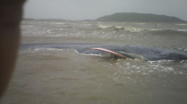 व्हेल, ब्लू व्हेल, अलीबाग, मुंबई, ब्लू व्हेल की मौत, whale, blue whale, whale dead, Whale mumbai, Whale alibaug, Blue whale Mumbai, blue whale death mumbai, mumbai beach blue whale death, Blue whale beach mumbai, Blue whale alibaug beach, Mumbai news, india news, latest news, environment news
